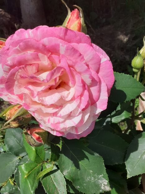  - Mai 2022 volumul 2