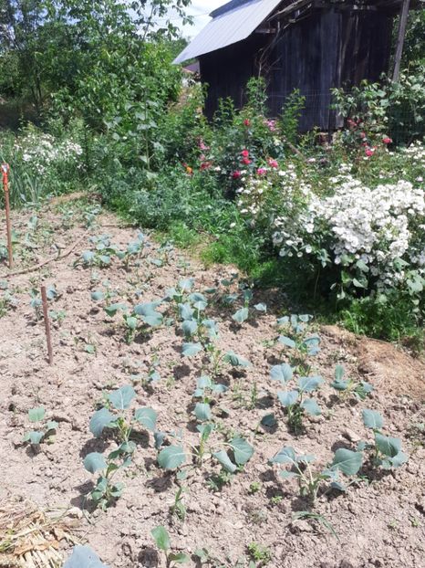  - Mai 2022 volumul 2