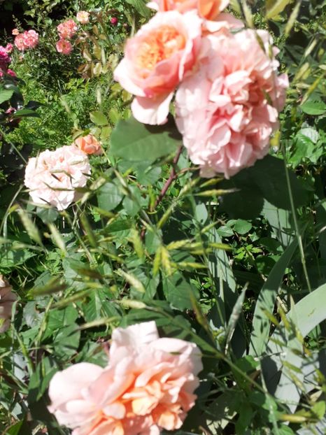  - Mai 2022 volumul 2