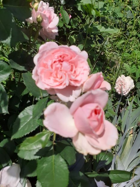  - Mai 2022 volumul 2