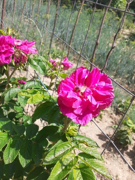  - Mai 2022 volumul 2