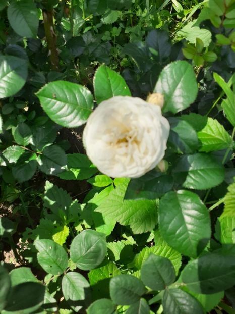  - Mai 2022 volumul 2