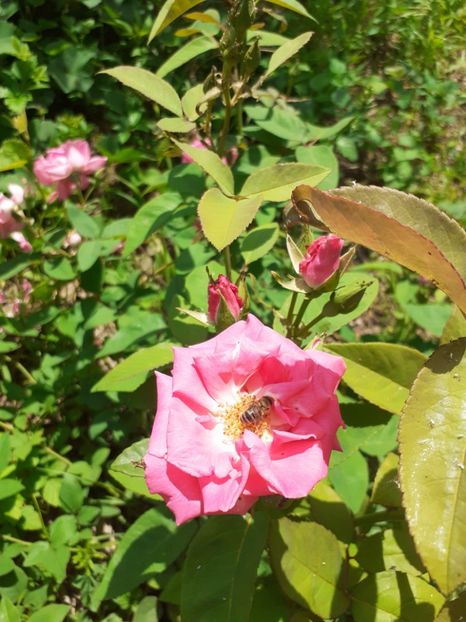  - Mai 2022 volumul 2