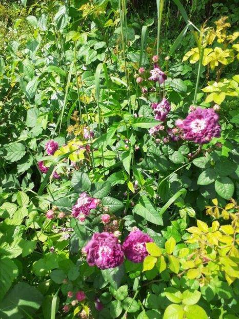  - Mai 2022 volumul 2