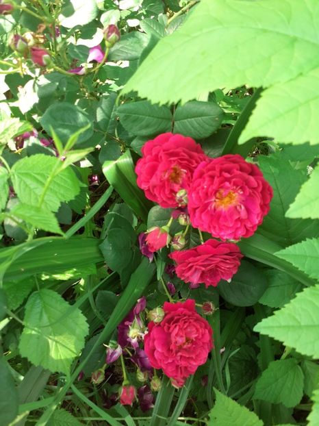  - Mai 2022 volumul 2