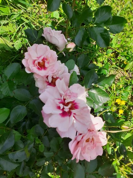  - Mai 2022 volumul 2