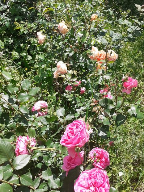  - Mai 2022 volumul 2