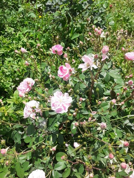  - Mai 2022 volumul 2