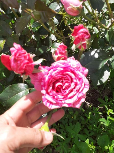  - Mai 2022 volumul 2