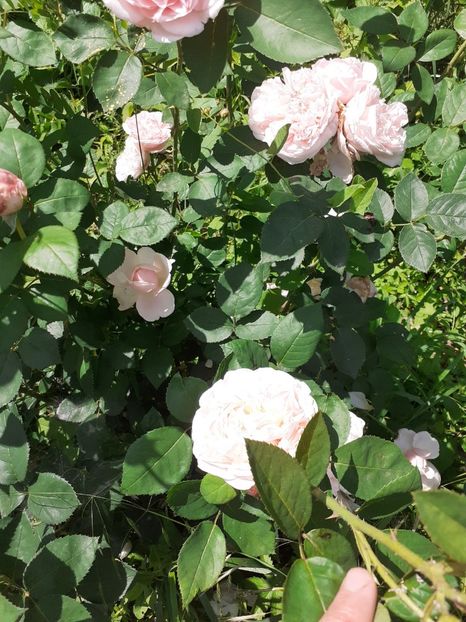  - Mai 2022 volumul 2