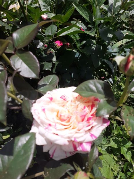  - Mai 2022 volumul 2