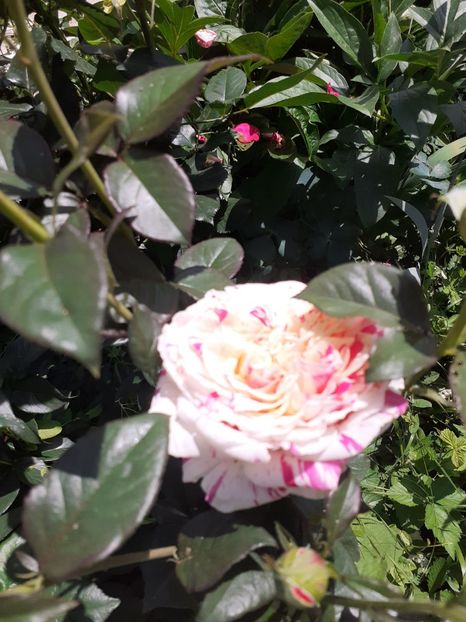  - Mai 2022 volumul 2