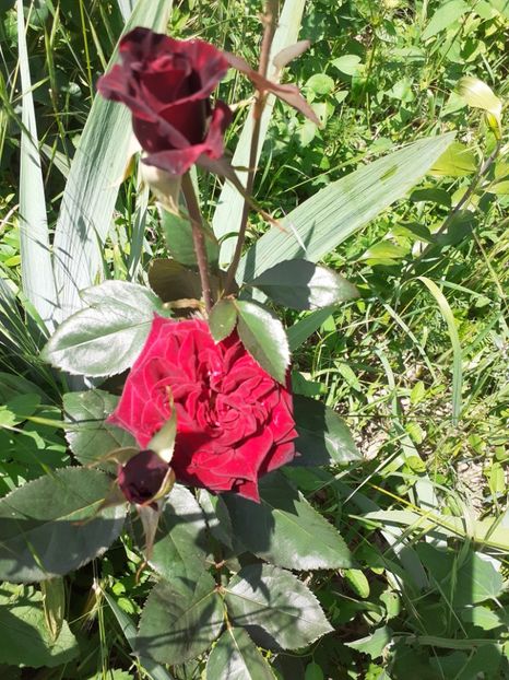  - Mai 2022 volumul 2