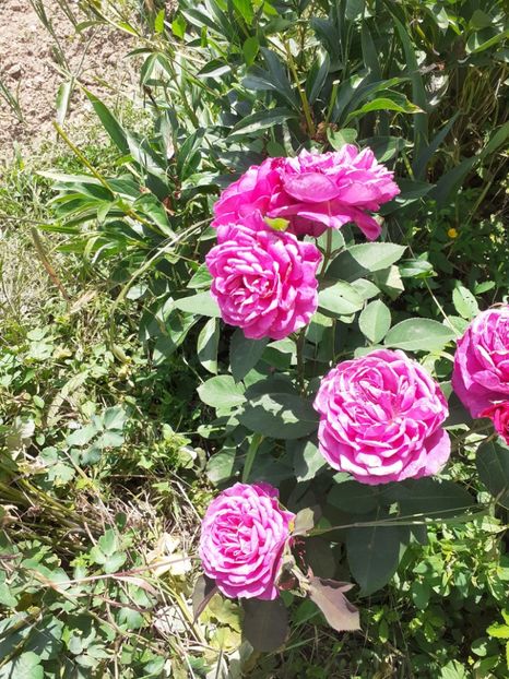  - Mai 2022 volumul 2