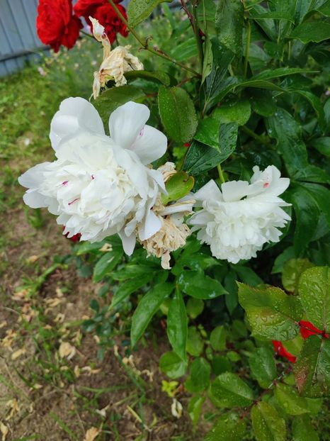  - My mother s flowers