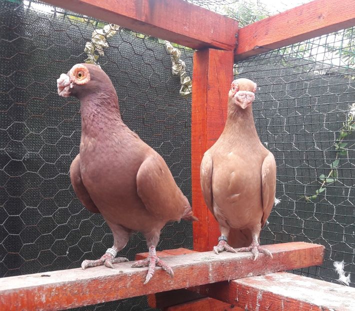 MF 2021 - Carunculați 2022