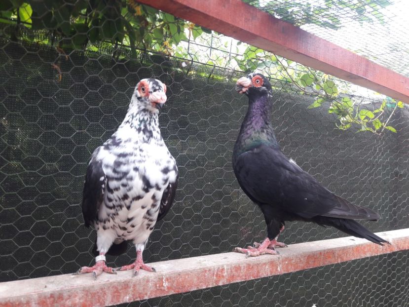 FM 2021 - Carunculați 2022