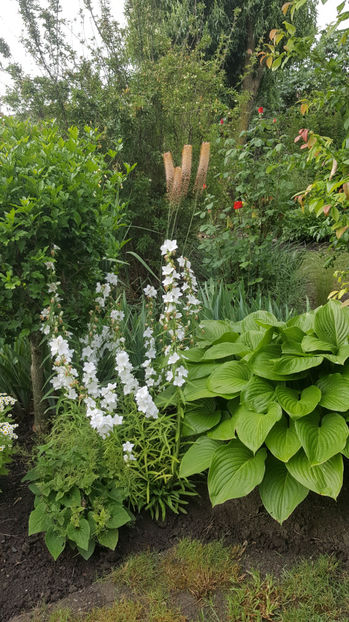 eremurus robustus(crin "coada vulpii") - Gradina si terasa PrimaLuce_9-Hello 2022