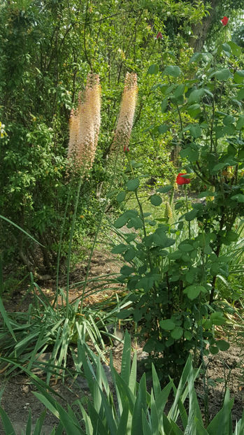 eremurus robustus(crin "coada vulpii") - Gradina si terasa PrimaLuce_9-Hello 2022