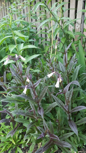 penstemon "dark towers" - Gradina si terasa PrimaLuce_9-Hello 2022