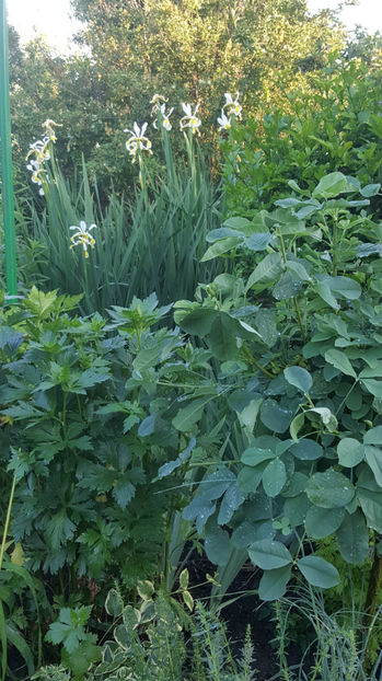 iris siberica alba - Gradina si terasa PrimaLuce_9-Hello 2022