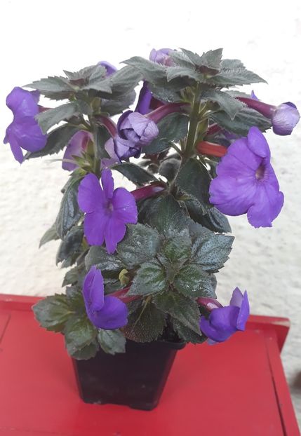  - 0001 2022 - BriD s Jolanda