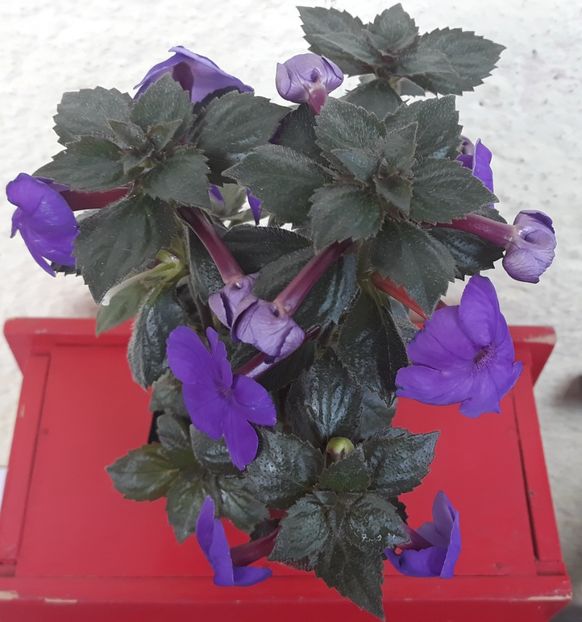  - 0001 2022 - BriD s Jolanda