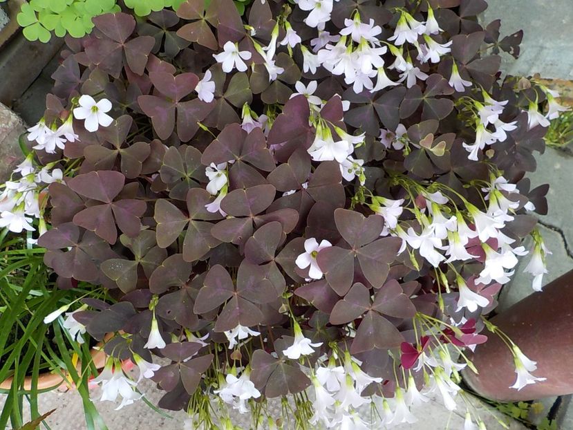 - oxalis triangularis