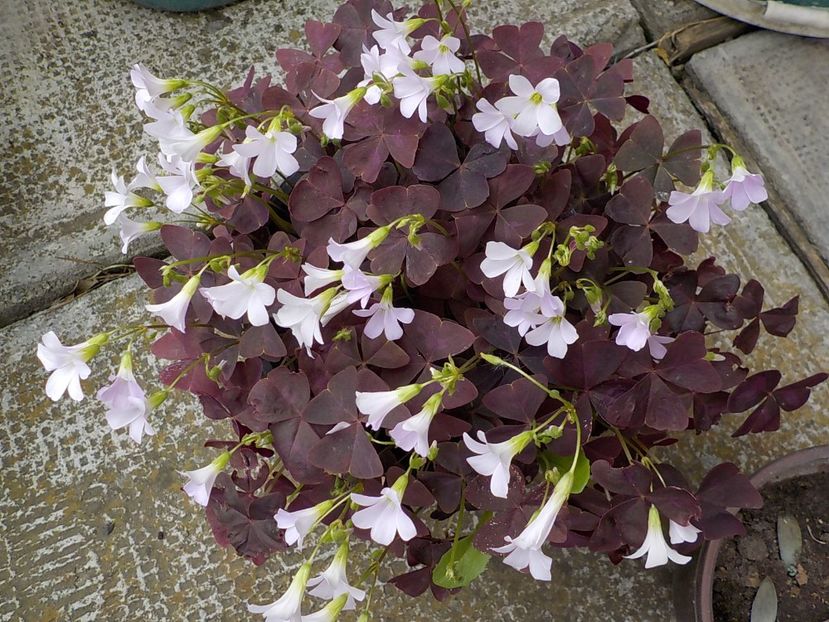  - oxalis triangularis