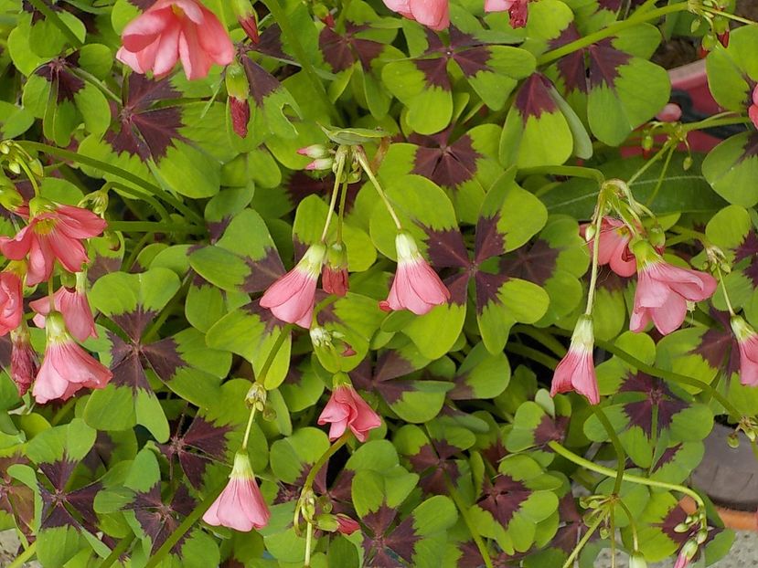  - oxalis iron cross