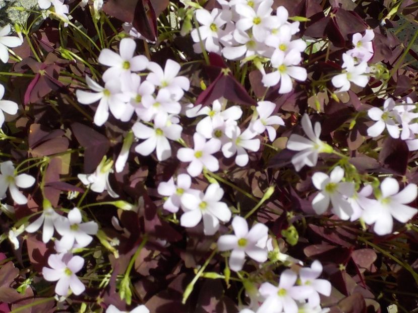 - oxalis triangularis