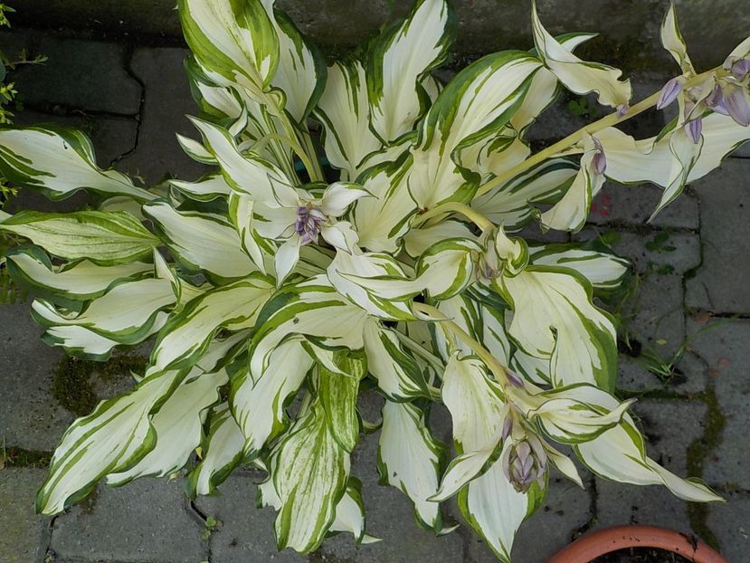  - hosta
