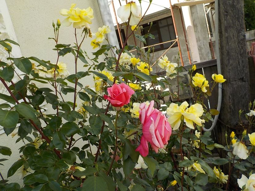  - Trandafiri in gradina mea