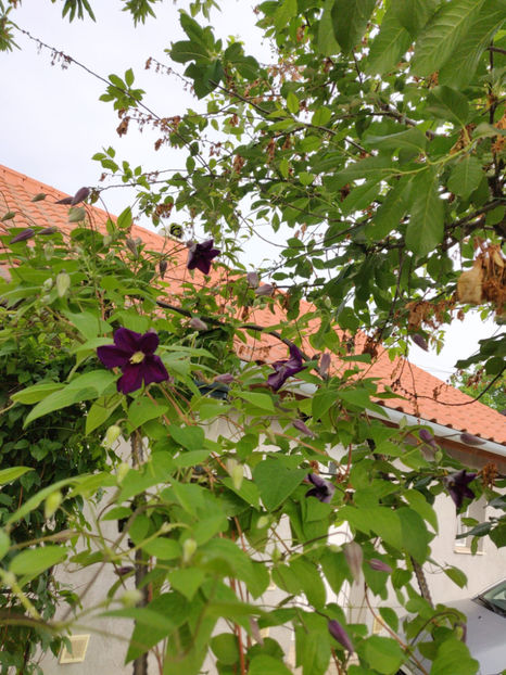 clematis hybr. blue - Gradina si terasa PrimaLuce_9-Hello 2022