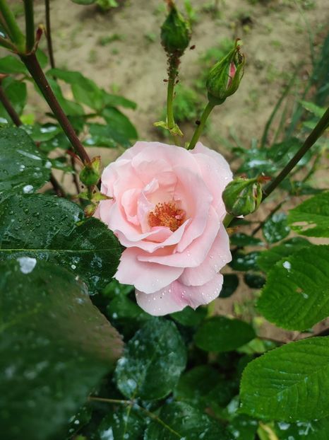  - My mother s flowers