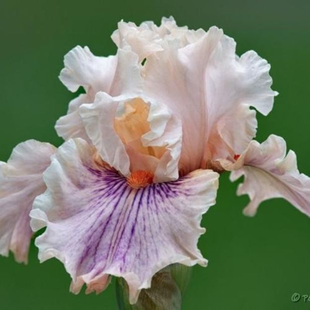 Center Line - Johnson 2011 - Iris wishlist