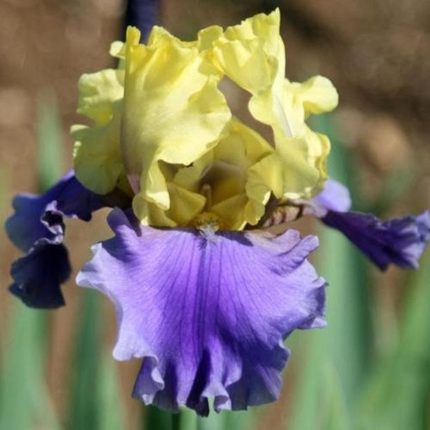 Edith Wolford - Hager 1984 - Iris wishlist