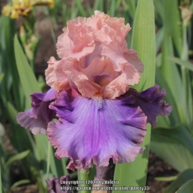 Florentine Silk - Keppel 2004 - Iris wishlist