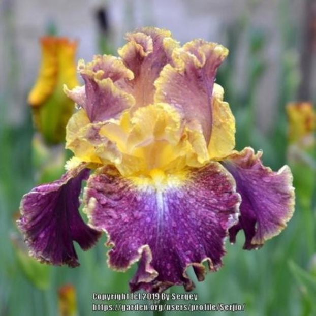 High Master - Blyth 2000 - Iris wishlist