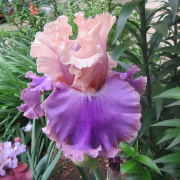 Highly Classified - Johnson 2018 - Iris wishlist