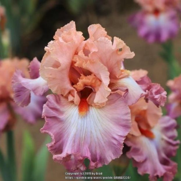 Hung Up on You - Johnson 2019 - Iris wishlist