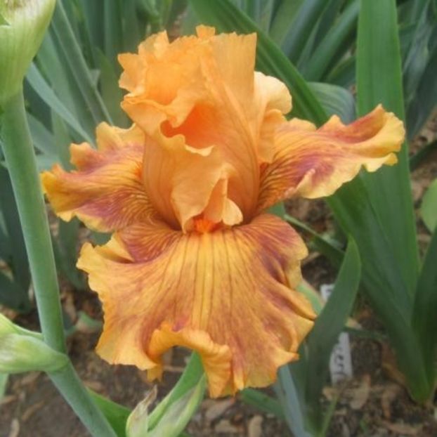 Shivaree - Keppel 2014 - Iris wishlist