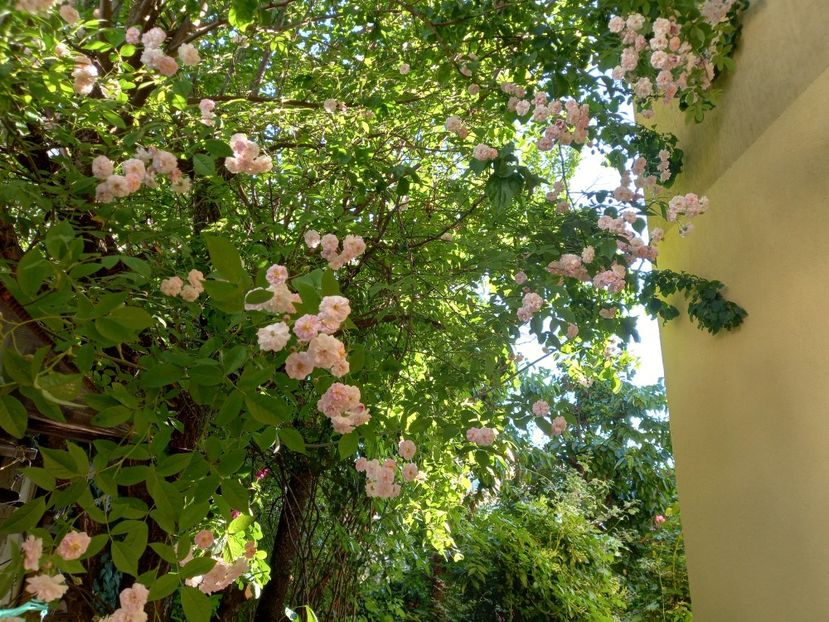 Paul's Himalayan Musk - Grădina 2022 continuare 1