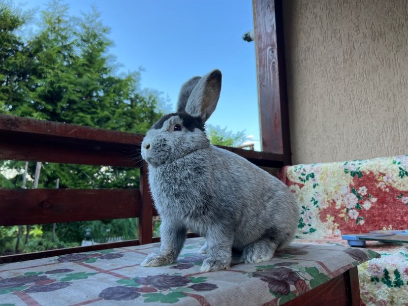 00F7A946-D2CC-4A24-9E2A-82A0AF31046C - XXXXX- Generația 2022 Helle Grossilber si Blaue Wiener