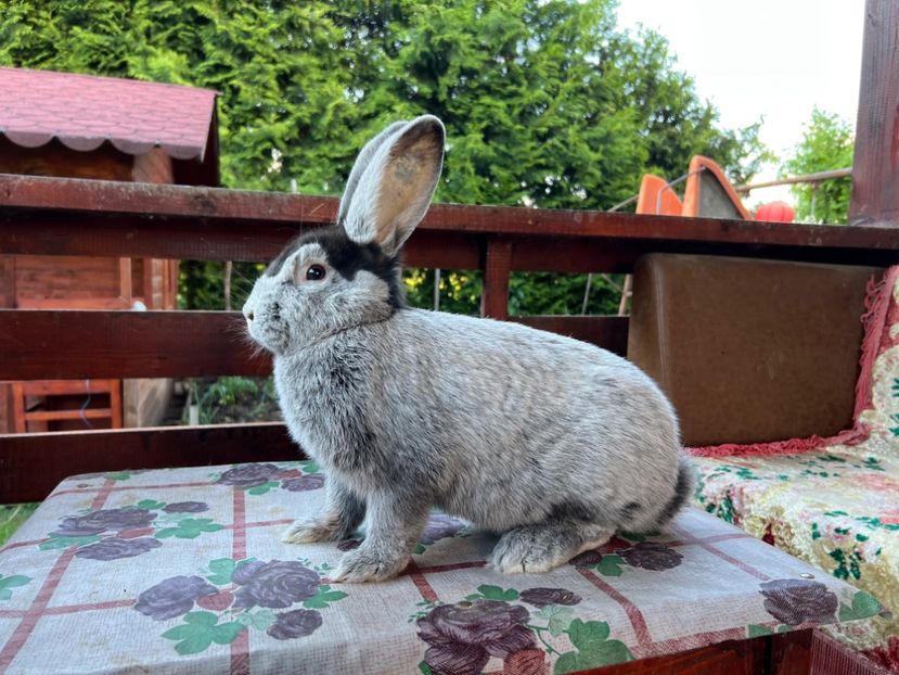 B688055A-AC8E-49C4-AEF9-FA774925E70F - XXXXX- Generația 2022 Helle Grossilber si Blaue Wiener