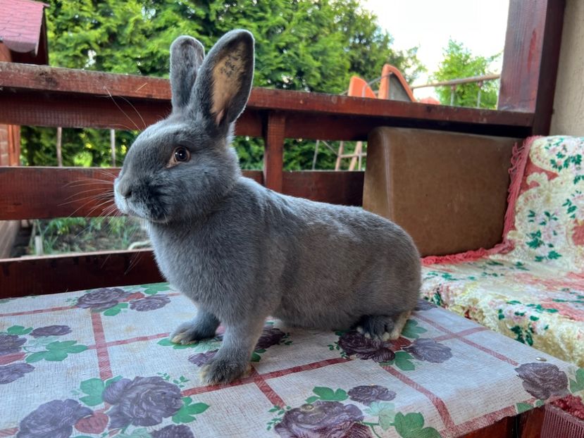 86B6EC1F-D767-4FA9-A6C8-63B432BC4F00 - XXXXX- Generația 2022 Helle Grossilber si Blaue Wiener