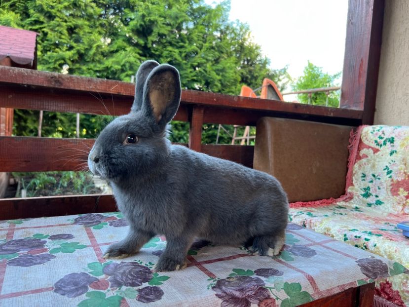 55F22AC0-CC2D-407F-9A43-34DCC15AA2B0 - XXXXX- Generația 2022 Helle Grossilber si Blaue Wiener