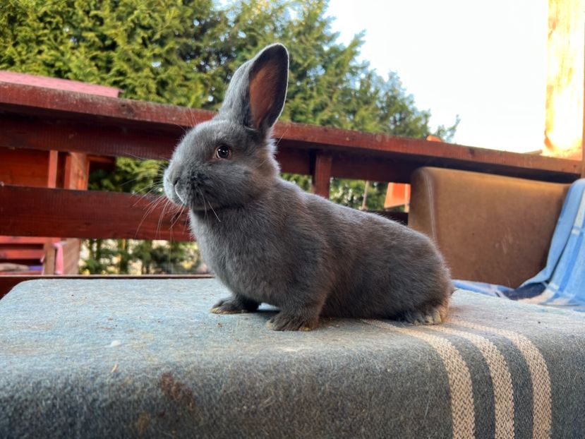 761890B1-BF55-499A-818B-A000023BCBCD - XXXXX- Generația 2022 Helle Grossilber si Blaue Wiener