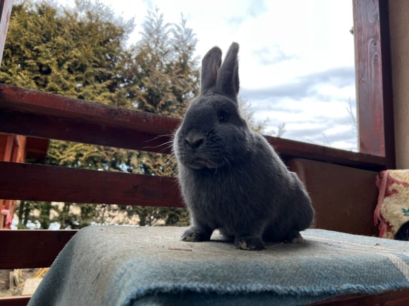 FBAFD4BF-667C-4285-8F60-214904F67C9B - XXXXX- Generația 2022 Helle Grossilber si Blaue Wiener