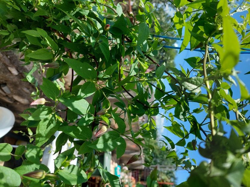  - Clematis Polish Spirit